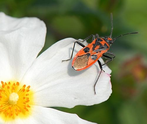 Corizus hyoscyami hyoscyami